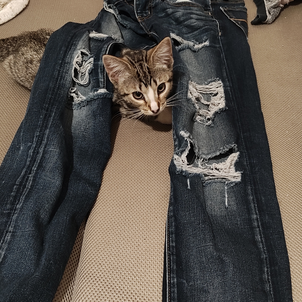 Distressed Blue Jeans
